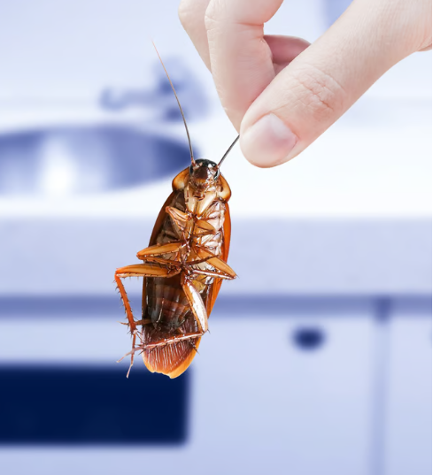 How to Use Toothpaste to Eliminate Cockroaches