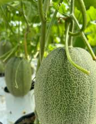 How to grow melons easily with high productivity in plastic containers for beginner