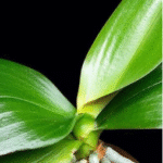 2 Homemade Fertilizers for Plants to Bear Fruit