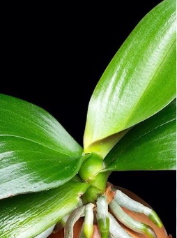 How to grow orchids. Discover the steam method and how to use garlic to help