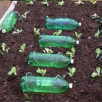 The Must-Know Tip for a Record-Breaking Sweet Pepper Harvest!