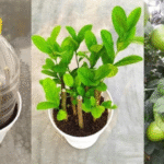 The Healing Power of Mimosa Pudica: 10 Incredible Health Benefits of the Sensitive Plant