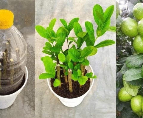 How to propagate lemon tree from cuttings with tissue paper