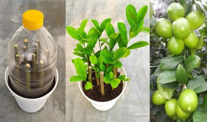 How to propagate lemon tree from cuttings with tissue paper