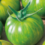Solution for growing cantaloupe melon for the family at home, the fruit is big, sweet and succulent