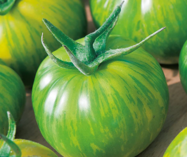 I was shocked! After this feeding, even dead Cucumber and tomatoes give a huge Harvest