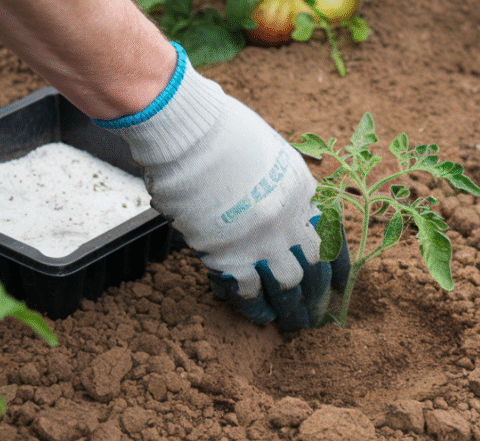 I’ve been sprinkling a little baking soda around my tomato plants—and wow, what a difference!