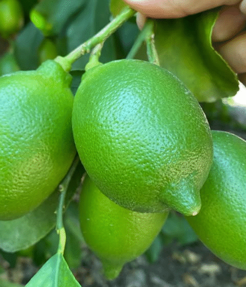 Just One Spoonful of This Ingredient and Your Lemon Tree Will Bloom Non-Stop
