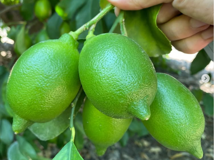 Just One Spoonful of This Ingredient and Your Lemon Tree Will Bloom Non-Stop