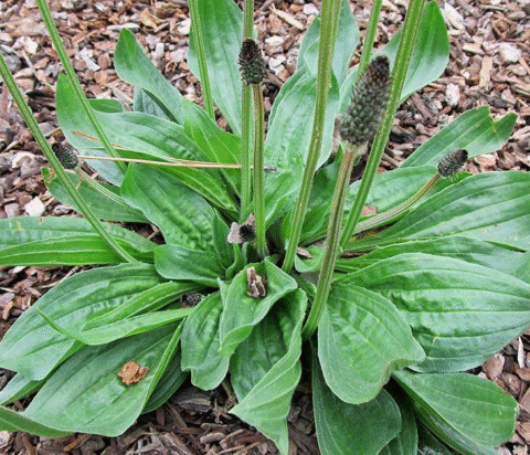 Maybe you've seen it growing everywhere, but you never knew its