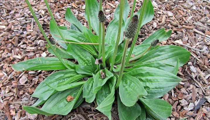 Maybe you've seen it growing everywhere, but you never knew its