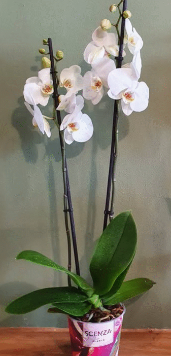 Natural Tips for Abundant Orchid Blooms