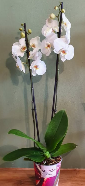 Natural Tips for Abundant Orchid Blooms