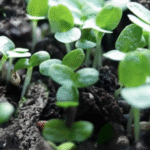 Solution for growing cantaloupe melon for the family at home, the fruit is big, sweet and succulent