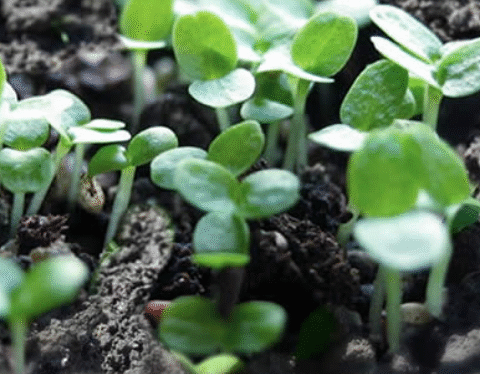 Plastic containers that will turn into garbage can be transformed into seed and vegetable containers