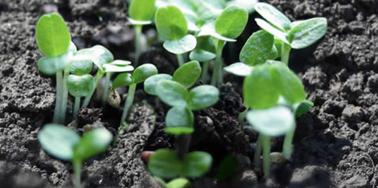 Plastic containers that will turn into garbage can be transformed into seed and vegetable containers