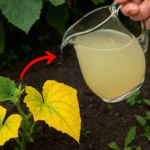 Transform Your Garden Soil Naturally: The Ultimate Step-by-Step Guide to Supercharge Beds for Abundant Growth