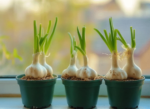 Save Money by Growing Garlic at Home
