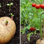 Maybe you’ve seen it growing everywhere, but you never knew its