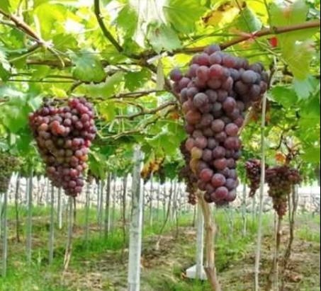 Growing Grapes at Home from Seeds – Everything You Need to Know