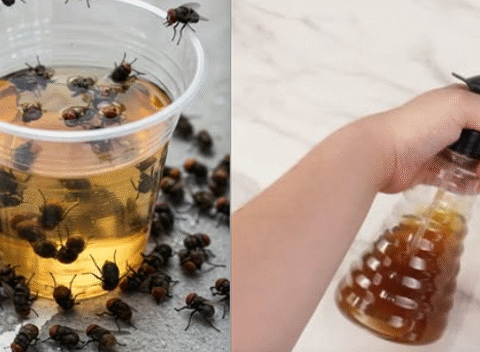 Bye-Bye Bugs: Get Rid of Flies, Mosquitoes, and Cockroaches in Less Than 10 Minutes!