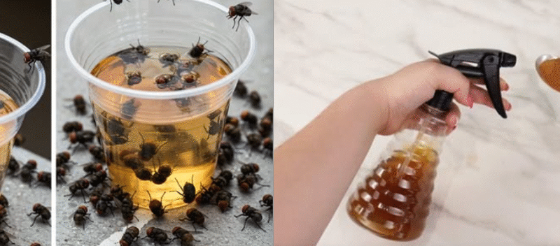 Bye-Bye Bugs: Get Rid of Flies, Mosquitoes, and Cockroaches in Less Than 10 Minutes!