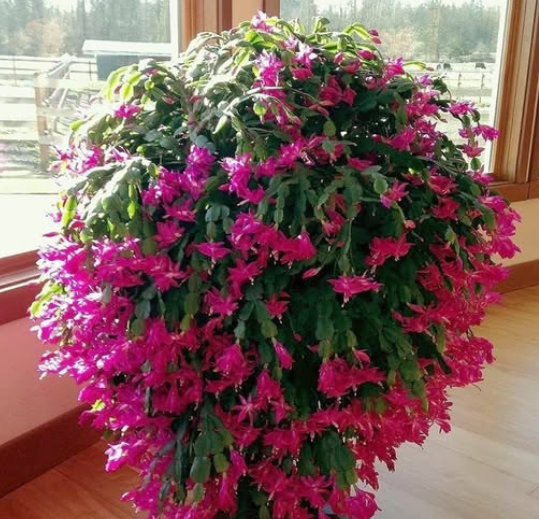 Lush Anthurium but No Flowers? Here’s the Fix