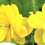 Taro Root: Health Benefits, Culinary Uses, and Sustainability Explained