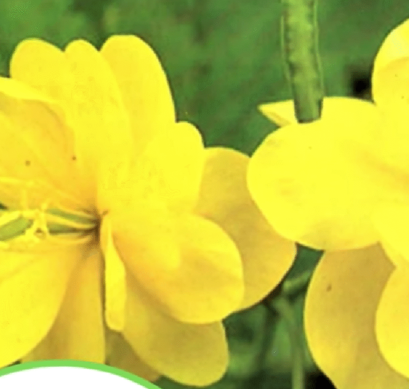 Chelidonium majus L. – The Greater Celandine: Nature’s Ancient Remedy for Skin Growths