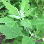 Chelidonium majus L. – The Greater Celandine: Nature’s Ancient Remedy for Skin Growths