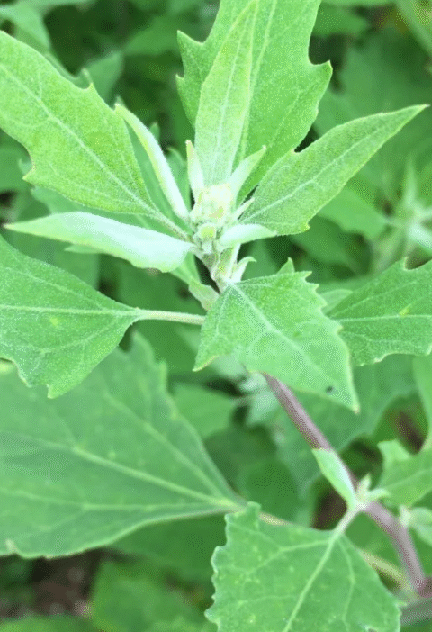 Wild Spinach Power: 10 Health Benefits of Lamb’s Quarters You Should Know