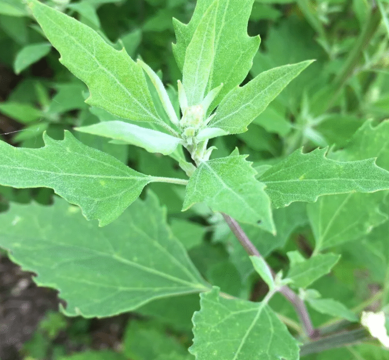 Wild Spinach Power: 10 Health Benefits of Lamb’s Quarters You Should Know