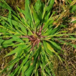 Plantain: properties and benefits of this spontaneous medicinal plant
