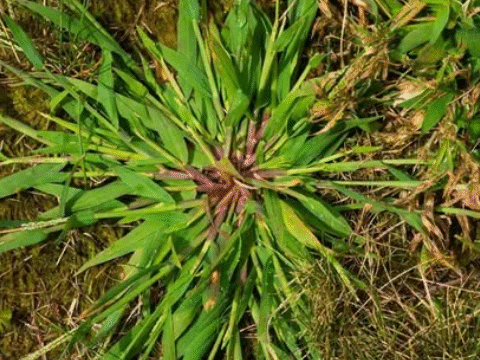 Crabgrass: The Unexpected Backyard Plant with Remarkable Health Benefits