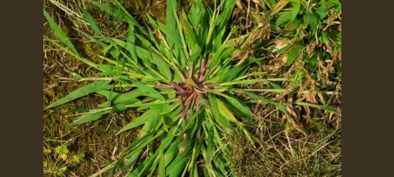 Crabgrass: The Unexpected Backyard Plant with Remarkable Health Benefits