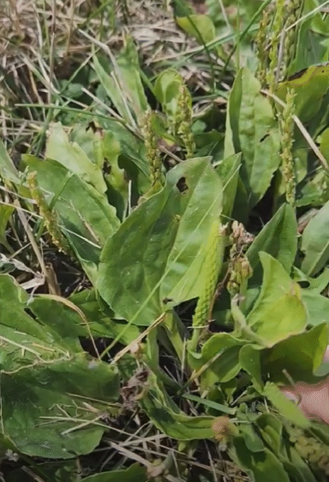 Plantain: properties and benefits of this spontaneous medicinal plant