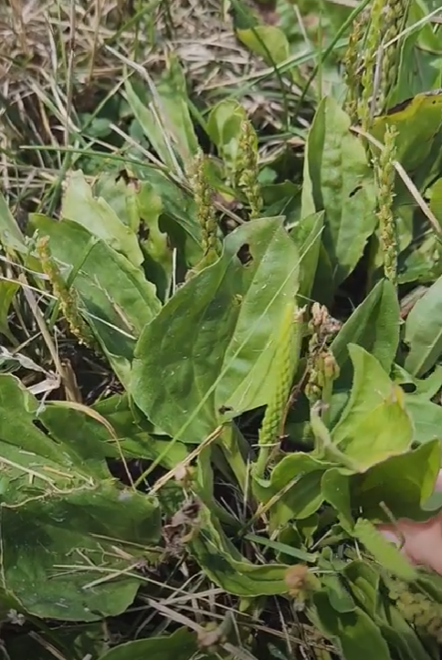 Plantain: properties and benefits of this spontaneous medicinal plant