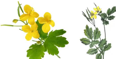 Chelidonium majus L. – The Greater Celandine: Nature’s Ancient Remedy for Skin Growths