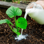 Understanding Bedbugs in Your Garden