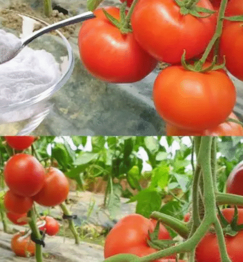Baking soda is a gardener’s best friend: here are 10 clever uses in the garden