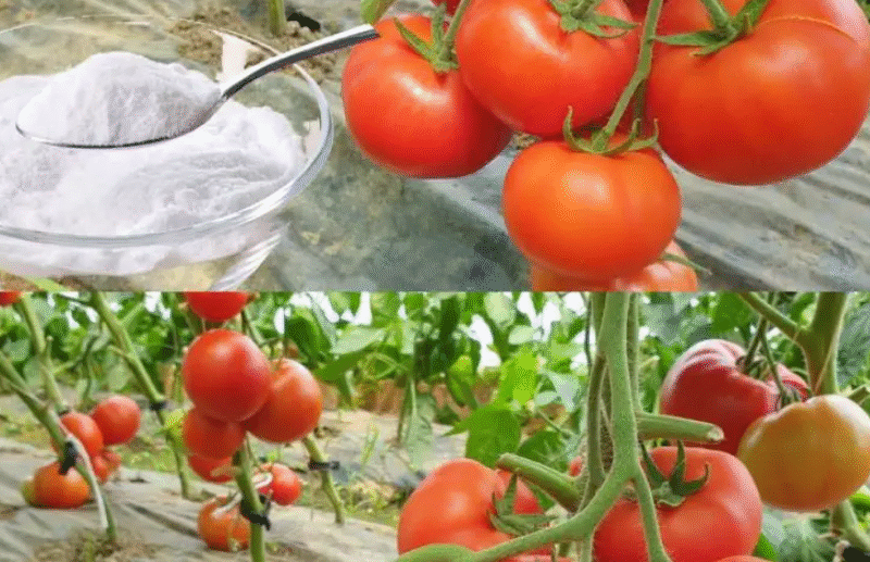 Baking soda is a gardener’s best friend: here are 10 clever uses in the garden
