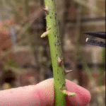 Pure Magic: Burning a Clove of Garlic, What Happens After 15 Minutes at Home?