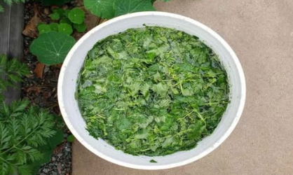 Unleash the Versatility of Nettle: 11 Non-Stinging Ways to Harness its Power