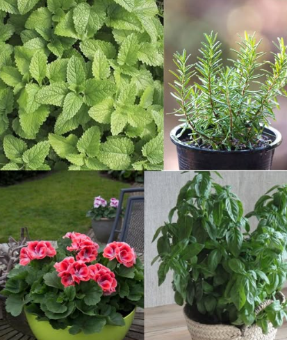 10 Green Guardians: Plants that Ward Off Common Household Pests