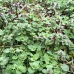 10 Green Guardians: Plants that Ward Off Common Household Pests