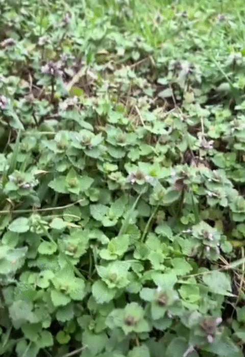 Purple Deadnettle (Lamium purpureum): Benefits, Uses & How to Make Tea