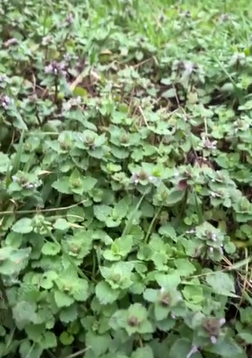 Purple Deadnettle (Lamium purpureum): Benefits, Uses & How to Make Tea