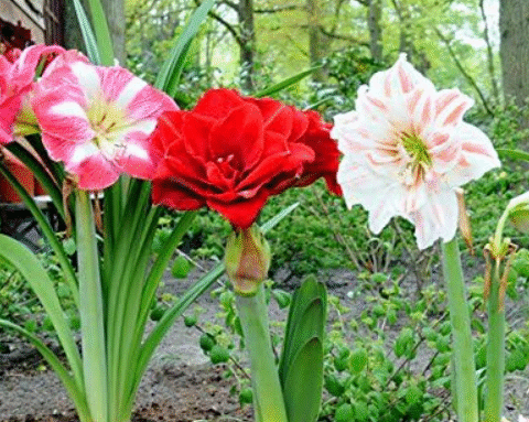 How to Grow and Rebloom Amaryllis: A Complete and Natural Guide