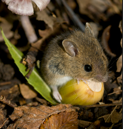 How to use garlic to get rid of pests: mice, flies, lice, cockroaches, lizards, mosquitoes, and kitchen roaches...