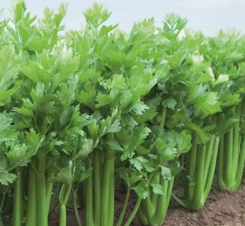 Growing Celery at Home from a Stalk: A Simple Guide